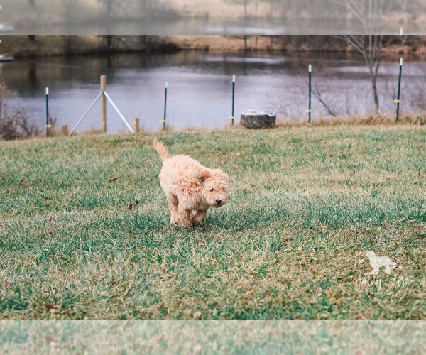 Medium Photo #3 Goldendoodle Puppy For Sale in CARLOCK, IL, USA