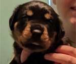 Small Photo #3 Rottweiler Puppy For Sale in DELAND, FL, USA