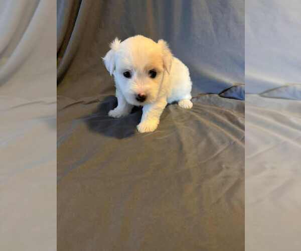 Medium Photo #1 Coton de Tulear Puppy For Sale in TIMBER, OR, USA