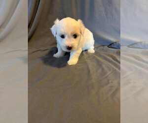 Medium Coton de Tulear