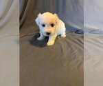 Puppy Athena Coton de Tulear