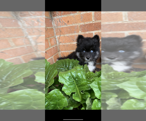 Medium Photo #16 Pomsky Puppy For Sale in WHEELERSBURG, OH, USA