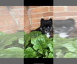 Small Photo #16 Pomsky Puppy For Sale in WHEELERSBURG, OH, USA