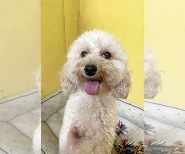 Medium Photo #4 Mutt Puppy For Sale in Weston, FL, USA