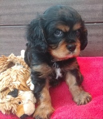 Cavalier King Charles Spaniel Puppy for sale in WEST BLOOMFIELD, MI, USA
