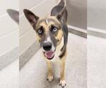 Small #1 German Shepherd Dog Mix