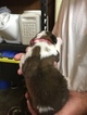 Small Photo #2 Saint Bernard Puppy For Sale in GOSHEN, IN, USA