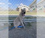 Small #1 Labrador Retriever