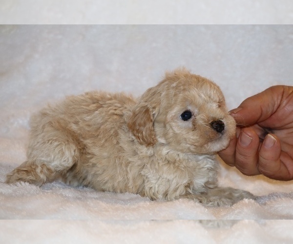 Medium Photo #9 Poodle (Toy) Puppy For Sale in DYERSBURG, TN, USA