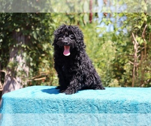 Poodle (Toy) Puppy for Sale in DYERSBURG, Tennessee USA