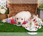 Small #5 Golden Retriever