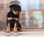 Small Photo #3 Rottweiler Puppy For Sale in BARGERSVILLE, IN, USA