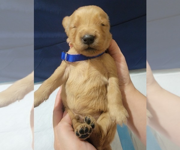 Medium Photo #8 Golden Retriever Puppy For Sale in RENO, NV, USA