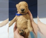 Small #7 Golden Retriever