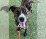 Small #1 Labrador Retriever Mix