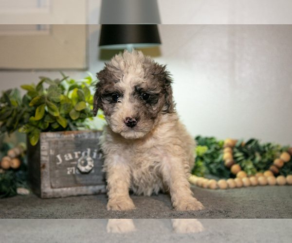 Medium Photo #3 Cavapoo (Miniature) Puppy For Sale in CAMDEN, MI, USA