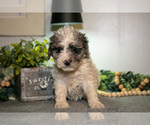 Small #2 Cavapoo (Miniature)