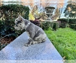 Small #195 French Bulldog