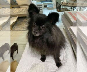 Medium Pomeranian