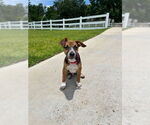 Small #1 Dachshund Mix