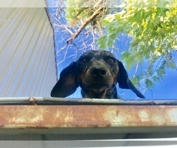 Medium Photo #1 Dachshund Puppy For Sale in CONCORDIA, MO, USA