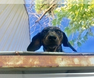 Father of the Dachshund puppies born on 12/26/2025