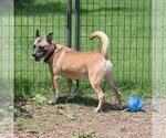 Small Photo #7 Akita-German Shepherd Dog Mix Puppy For Sale in Huntley, IL, USA