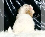 Small #2 Goldendoodle (Miniature)