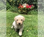 Small Photo #1 Goldendoodle Puppy For Sale in LOVELAND, CO, USA