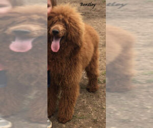 Father of the Goldendoodle-Poodle (Standard) Mix puppies born on 02/03/2020