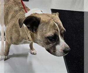 Mutt Dogs for adoption in Temple, TX, USA