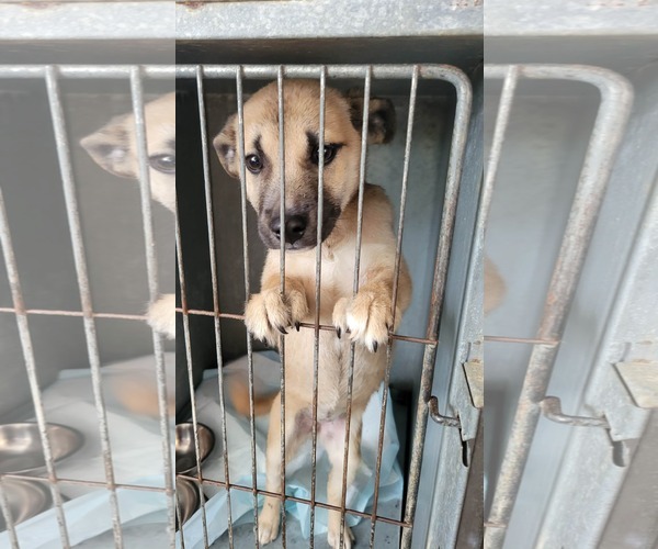 Medium Photo #4 Australian Shepherd-Black Mouth Cur Mix Puppy For Sale in Brooksville, FL, USA