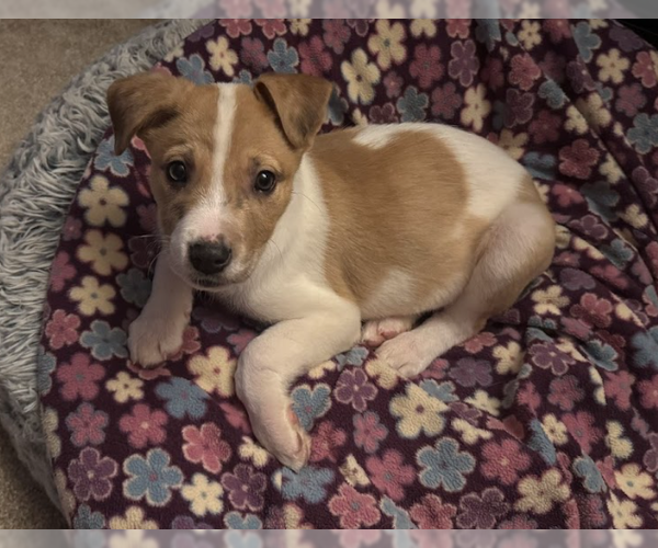 Medium Photo #1 Mutt Puppy For Sale in Brooklyn Center, MN, USA