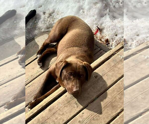 Medium Photo #1 Labrador Retriever-Unknown Mix Puppy For Sale in Calgary, Alberta, Canada