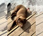 Small Labrador Retriever Mix