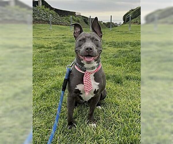 Medium Photo #4 American Staffordshire Terrier-French Bulldog Mix Puppy For Sale in Dana Point, CA, USA