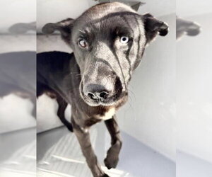 Labrador Retriever-Unknown Mix Dogs for adoption in Houston, TX, USA