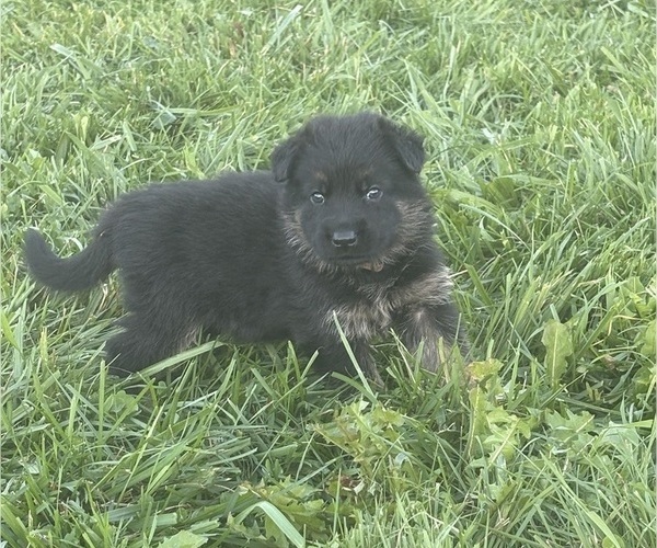 Medium Photo #3 German Shepherd Dog Puppy For Sale in SUMPTER TWP, MI, USA