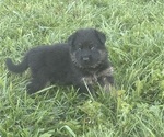 Small Photo #10 German Shepherd Dog Puppy For Sale in SUMPTER TWP, MI, USA