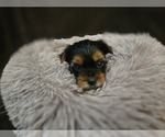 Small #1 Yorkshire Terrier