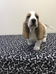 Small Photo #2 Basset Hound Puppy For Sale in DARLINGTON, MD, USA