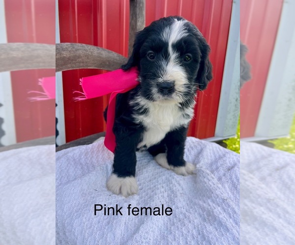 Medium Photo #9 Bernedoodle Puppy For Sale in SPENCER, IN, USA