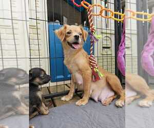 Chihuahua-Unknown Mix Dogs for adoption in Raleigh, NC, USA