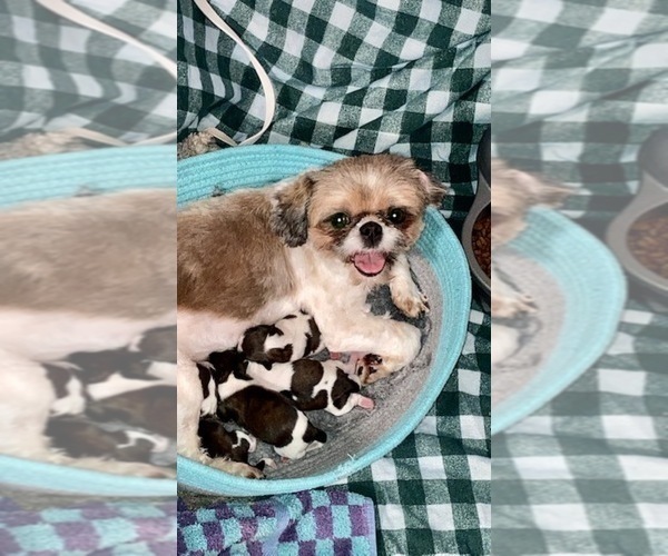Medium Photo #1 Shih Tzu Puppy For Sale in MILWAUKEE, WI, USA