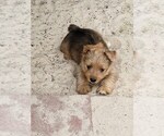 Small Photo #4 Yorkshire Terrier Puppy For Sale in KATY, TX, USA