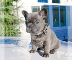 Small Photo #10 French Bulldog Puppy For Sale in MARYSVILLE, WA, USA