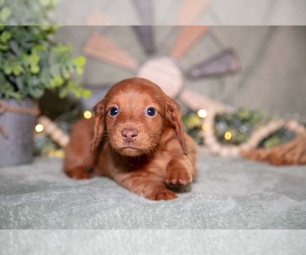 Medium Photo #3 Dachshund Puppy For Sale in NAPPANEE, IN, USA
