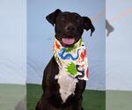 Small #1 Labrador Retriever Mix