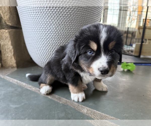 Medium Photo #4 Bernese Mountain Dog-Siberian Husky Mix Puppy For Sale in COATS, NC, USA