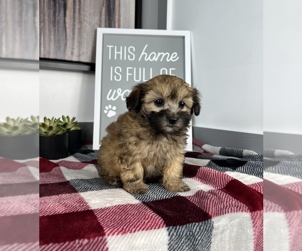 Medium Photo #1 Maltipoo Puppy For Sale in FRANKLIN, IN, USA